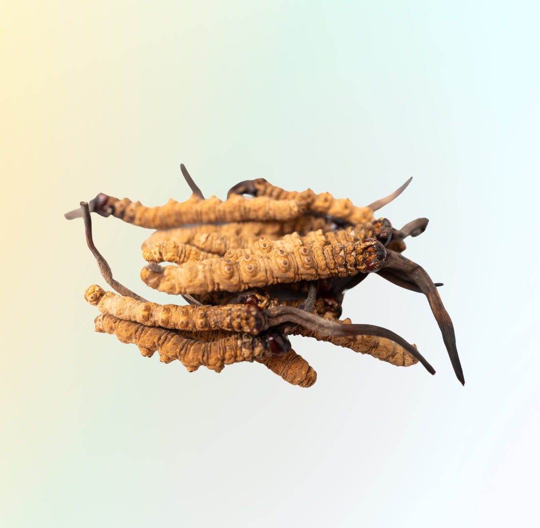 Cordyceps: The Remarkable Fungus for Skin and Health - A Must-Have in Your Wellness Routine - Vital Duo | The Next Generation of Age Defy