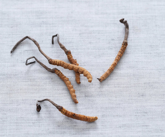 Tell you the hidden TRUTH other streetbrands wont tell you : Cordyceps Sinensis vs. Cordyceps Militaris in Traditional Chinese Medicine